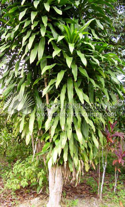 Dracaena fragrans